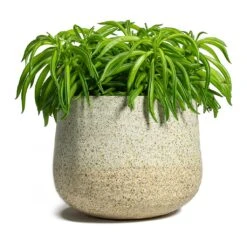 Peperomia Ferreyrae Nevada - Happy Bean -PlantVibe Shop Peperomia ferreyrae Happy Bean Iris Plant Pot Sand