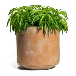Peperomia Ferreyrae Nevada - Happy Bean -PlantVibe Shop Peperomia ferreyrae Happy Bean Saar Plant Pot Terra