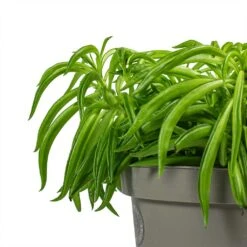 Peperomia Ferreyrae Nevada - Happy Bean -PlantVibe Shop Peperomia ferreyrae Happy Bean Stems