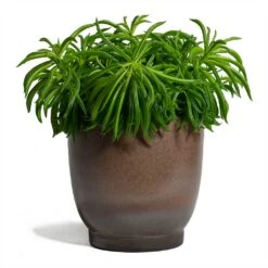 Peperomia Ferreyrae Nevada - Happy Bean -PlantVibe Shop Peperomia ferreyrae Nevada Happy Bean 14x30cm Linn Plant Pot Mink 17x17cm