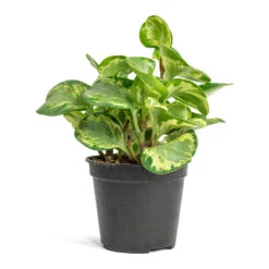 Peperomia Obtusifolia Golden Gate - Baby Rubber Plant -PlantVibe Shop Peperomia obtusifolia Golden Gate Baby Rubber Plant 14cm