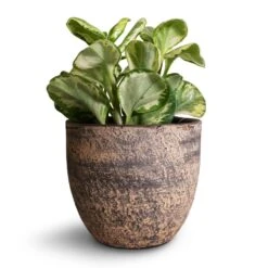Peperomia Obtusifolia Golden Gate - Baby Rubber Plant -PlantVibe Shop Peperomia obtusifolia Golden Gate Baby Rubber Plant 14x25cm Cas Plant Pot Sahara 17x15cm d75b2341 f5b8 4dbe abdd 706859f8cb71