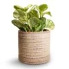 Peperomia Obtusifolia Golden Gate - Baby Rubber Plant