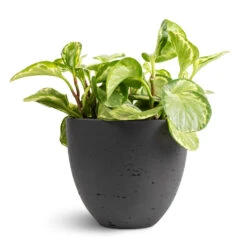 Peperomia Obtusifolia Golden Gate - Baby Rubber Plant -PlantVibe Shop Peperomia obtusifolia Golden Gate Baby Rubber Plant 14x25cm Mini Jesslyn Plant Pot Black Washed 18x15cm 1