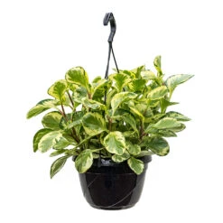 Peperomia Obtusifolia Golden Gate - Baby Rubber Plant -PlantVibe Shop Peperomia obtusifolia Golden Gate Baby Rubber Plant 20cm