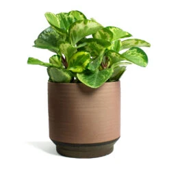 Peperomia Obtusifolia Golden Gate - Baby Rubber Plant -PlantVibe Shop Peperomia obtusifolia Golden Gate Baby Rubber Plant