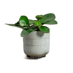 Peperomia Clusiifolia Red Margin - Red Edged Radiator Plant -PlantVibe Shop Peperomia obtusifolia Green Baby Rubber Plant Denise Plant Pot Off White