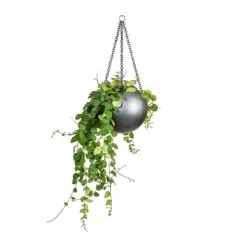 Gradient Hanging Plant Globe - Matt Grey -PlantVibe Shop Peperomia prostrata Pepperspot String of Coins 15x20cm Gradient Hanging Plant Globe Matt Grey 24x19cm 8229e548 e96e 4af8 a4b4 9dfa73bde1f8