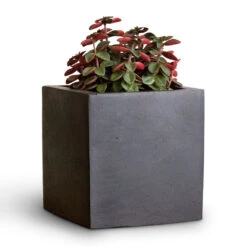 Fleur Natural Planter - Black -PlantVibe Shop Peperomia verticillata Red Log 11x15cm Fleur Natural Planter Black 15x15x15cm 2