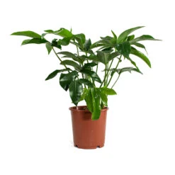 Philodendron Green Wonder -PlantVibe Shop Philodendron Green Wonder 24cm