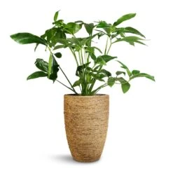 Philodendron Green Wonder -PlantVibe Shop Philodendron Green Wonder 24x80cm Ben Plant Pot Straw Grass 30x41cm
