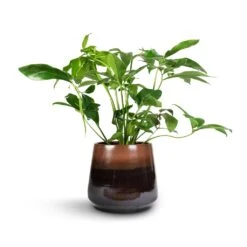 Philodendron Green Wonder -PlantVibe Shop Philodendron Green Wonder 24x80cm Joah Plant Pot Truffle 33x28cm