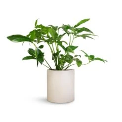 Philodendron Green Wonder -PlantVibe Shop Philodendron Green Wonder 24x80cm Max Refined Planter Natural White 29x29.5cm