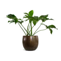 Philodendron Green Wonder -PlantVibe Shop Philodendron Green Wonder Gusto Metal Plant Pots Set of 3 Old Brown