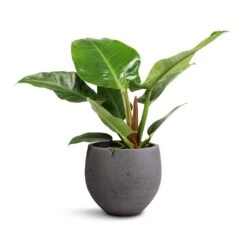 Mini Orb Kevan Plant Pot - Black Washed -PlantVibe Shop Philodendron Imperial Green 19x50cm Mini Orb Kevan Plant Pot Black Washed 25x21cm db4607f1 0a87 4184 a705 db2ea000f8ab