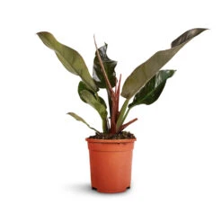 Philodendron Imperial Red -PlantVibe Shop Philodendron Imperial Red 17x50cm 2