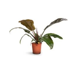Philodendron Imperial Red -PlantVibe Shop Philodendron Imperial Red 17x50cm