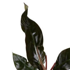 Philodendron Imperial Red -PlantVibe Shop Philodendron Imperial Red 17x50cm 2 e8fdfc92 0f4f 44a8 9630 c2b4c949d33d