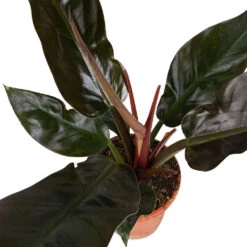 Philodendron Imperial Red -PlantVibe Shop Philodendron Imperial Red 17x50cm 3