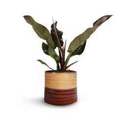 Philodendron Imperial Red -PlantVibe Shop Philodendron Imperial Red 17x50cm Didi Plant Pot Rustic Red Dip 20x18cm 1