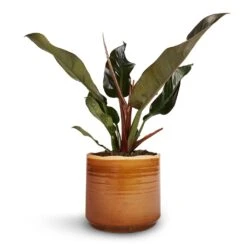 Philodendron Imperial Red -PlantVibe Shop Philodendron Imperial Red 17x50cm Jordy Plant Pot Caramel 20x18cm 1