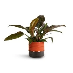 Philodendron Imperial Red -PlantVibe Shop Philodendron Imperial Red 19x55cm Marlijn Plant Pot Coral 21x21cm