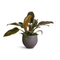 Philodendron Imperial Red -PlantVibe Shop Philodendron Imperial Red 19x55cm Mini Orb Kevan Plant Pot Black Washed 25x21cm