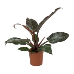 Philodendron Imperial Red -PlantVibe Shop Philodendron Imperial Red