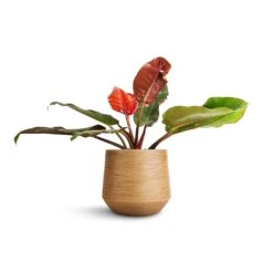 Dune Darcy Planter - Almond -PlantVibe Shop Philodendron Prince of Orange 17x50cm Dune Darcy Planter Almond 30x26cm