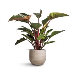 Cody Plant Pot - Ridged Cement -PlantVibe Shop Philodendron Red Beauty 27x100cm Cody Plant Pot Ridged Cement 35x31cm 133d28d8 2361 4291 ba84 d5fa71095e66