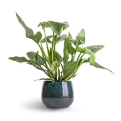Philodendron Hastatum Silver Queen -PlantVibe Shop Philodendron Silver Queen 17x50 Odile Plant Pot Petrol 24x19cm