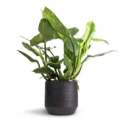 Philodendron Hastatum Silver Queen -PlantVibe Shop Philodendron Silver Queen 17x50cm Norell Plant Pot Black 25x24cm