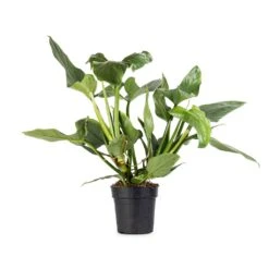 Philodendron Hastatum Silver Queen -PlantVibe Shop Philodendron Silver Queen