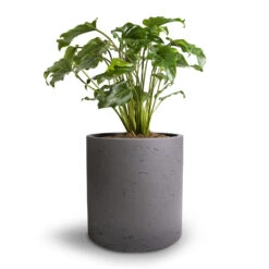 Puk Plant Pot - Black Washed -PlantVibe Shop Philodendron Winterbourn Xanadu Philodendron 19x40cm Puk Plant Pot Black Washed 25x25cm e86ebc6f 8b99 48bc 9527 67d8582ed66c
