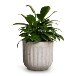 Philodendron Erubescens Green Princess -PlantVibe Shop Philodendron erubescens Green Princess 12x25cm Duncan Plant Pot Cement 17x16cm 420ff894 e98d 44e5 96e1 4347c8b2e6f2