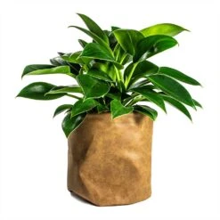 Philodendron Erubescens Green Princess -PlantVibe Shop Philodendron erubescens Green Princess 12x25cm Plant Pot Juna Cognac 25x25cm