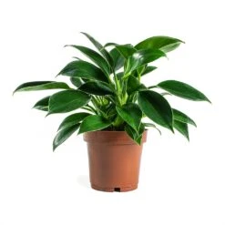 Philodendron Erubescens Green Princess -PlantVibe Shop Philodendron erubescens GreenPrincess Houseplant 12x25cm
