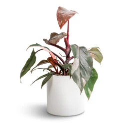 Puk Essentials Planter - Matt White 21 Puk Essentials Planter - Matt White -PlantVibe Shop Philodendron erubescens Pink Princess 12x25cm Puk Essentials Planter Matt White 15x15cm fad5b674 5f6e 47b2 ae8a 068b643d5215