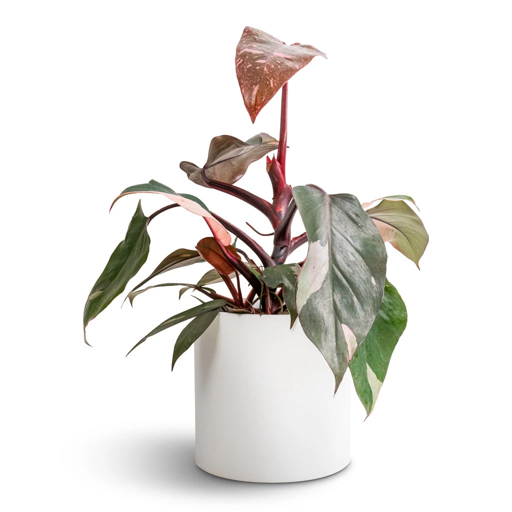Puk Essentials Planter - Matt White 7 Puk Essentials Planter - Matt White - Image 7