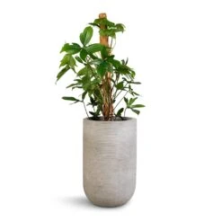 Cody Plant Vase - Ridged Cement 15 Cody Plant Vase - Ridged Cement -PlantVibe Shop Philodendron pedatum Oak Leaf Philodendron Moss Pole 21x100cm Cody Plant Vase Ridged Cement 28x45cm 345985ed f7c5 4d87 96b9 7b23d7893316