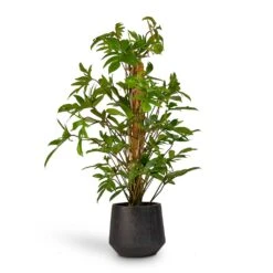 Raindrop Tube Round Planter - Anthracite -PlantVibe Shop Philodendron pedatum Oak Leaf Philodendron Moss Pole 21x100cm RaindropTubeRoundPlanter Anthracite 30x26cm de92da5b c83d 4884 bf57 be27979a39fd