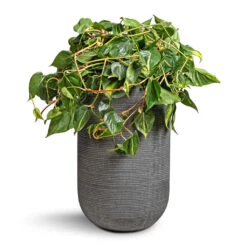 Cody Plant Vase - Ridged Dark Grey 23 Cody Plant Vase - Ridged Dark Grey -PlantVibe Shop Philodendron scandens Brasil Sweetheart Plant 28x50cm Cody Plant Vase Ridged Dark Grey 35x55cm