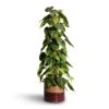 Philodendron Scandens Brasil - Sweetheart Plant - Moss Pole