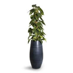 Philodendron Scandens Brasil - Sweetheart Plant - Moss Pole 17 Philodendron Scandens Brasil - Sweetheart Plant - Moss Pole -PlantVibe Shop Philodendron scandens Brasil Sweetheart Plant Moss Pole 17x80cm Esra Tall Plant Vase Graphite 27x50cm 2