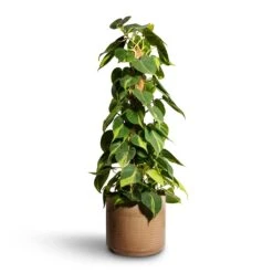 Philodendron Scandens Brasil - Sweetheart Plant - Moss Pole 16 Philodendron Scandens Brasil - Sweetheart Plant - Moss Pole -PlantVibe Shop Philodendron scandens Brasil Sweetheart Plant Moss Pole 17x80cm Jordy Plant Pot Pebble 23x21cm 2