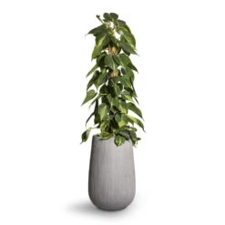 Patt High Plant Vase - Ridged Cement 16 Patt High Plant Vase - Ridged Cement -PlantVibe Shop Philodendron scandens Brasil Sweetheart Plant Moss Pole 17x80cm Patt High Plant Vase Ridged Cement 29x43cm 2 b4572f90 6036 4497 be13 2a2f58a256db
