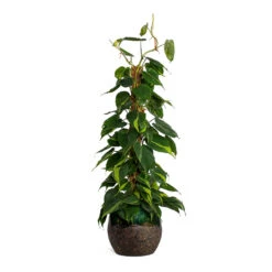 Philodendron Scandens Brasil - Sweetheart Plant - Moss Pole 18 Philodendron Scandens Brasil - Sweetheart Plant - Moss Pole -PlantVibe Shop Philodendron scandens Brasil Sweetheart Plant Moss Pole Lindy Plant Pot Black Green