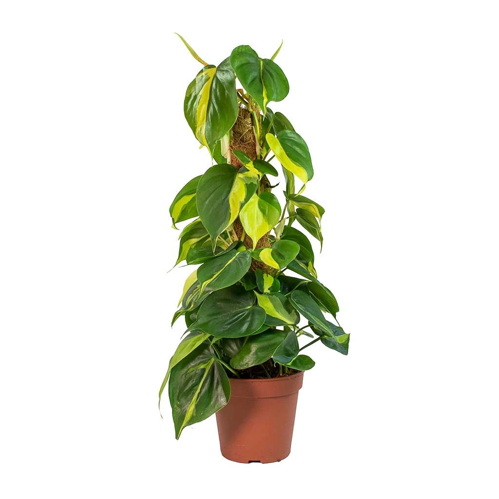 Philodendron Scandens Brasil - Sweetheart Plant - Moss Pole 2 Philodendron Scandens Brasil - Sweetheart Plant - Moss Pole - Image 2