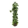 Philodendron Scandens - Column - HydroCare