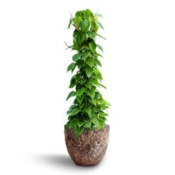 Philodendron Scandens - Column - HydroCare -PlantVibe Shop Philodendron scandens Column Hydroculture Lava Couple Relic Planter Pink